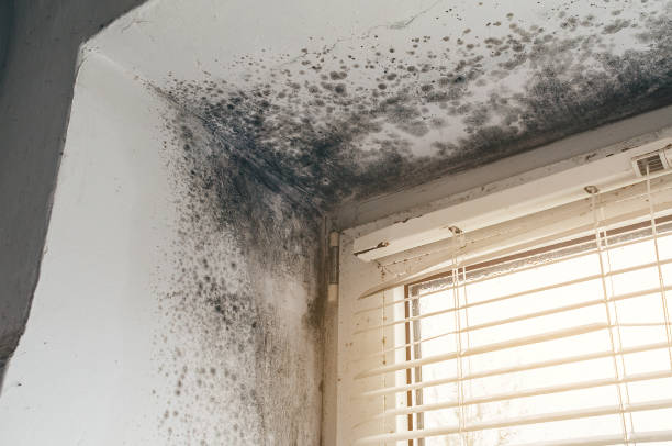 Affordable Mold Removal solutions in Hermitage, PA
